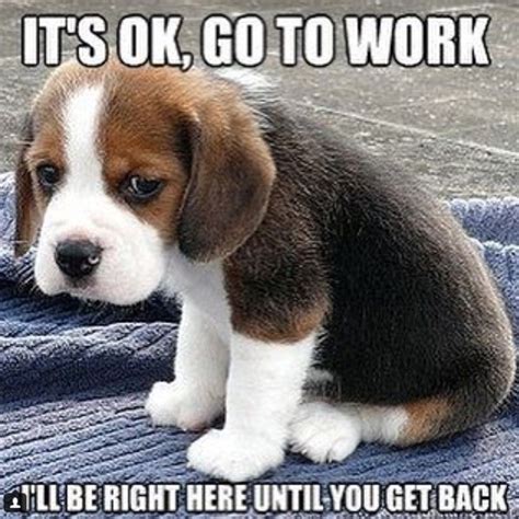 30 Best Beagle Memes Of All Time With Images Funny Dog Faces Funny