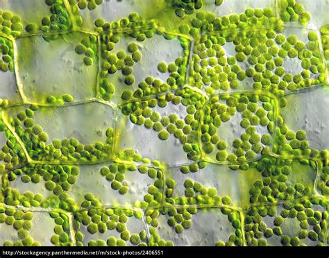 Chloroplast In Plant Cell Under Microscope Organelles Join