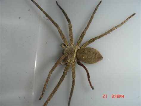 Sur.ly for joomla sur.ly plugin for joomla 2.5/3.0 is free of charge. 家 蜘蛛 種類 - HTFYL