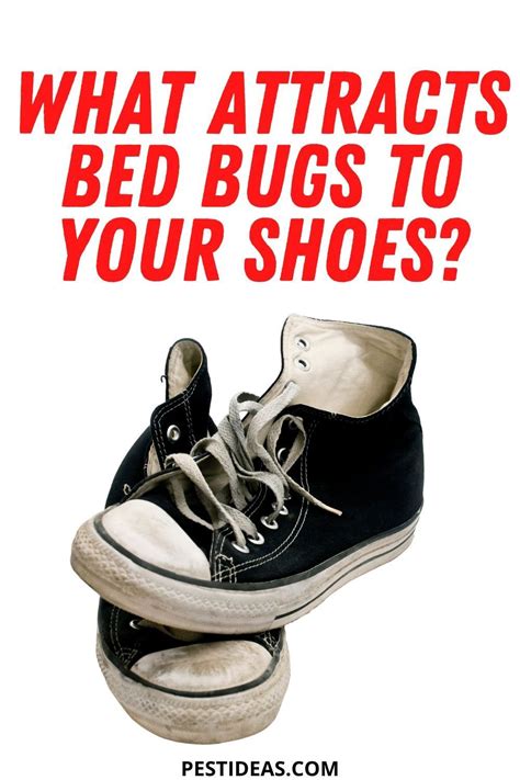 What Attracts Bed Bugs To Shoes Bed Bugs Rid Of Bed Bugs Bed Bug Facts