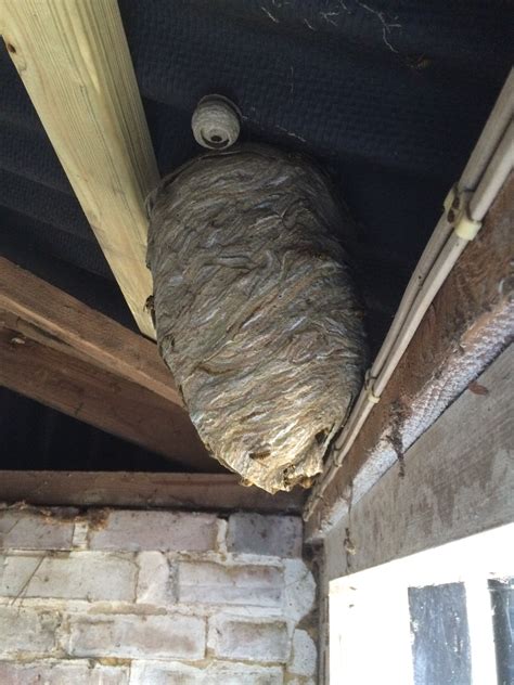 Wasp Nest Removal Nature In Balance Pest Control