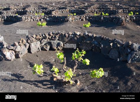 Lanzarote Vineyards Volcanic Soil Wine Region Of La Geria Stock