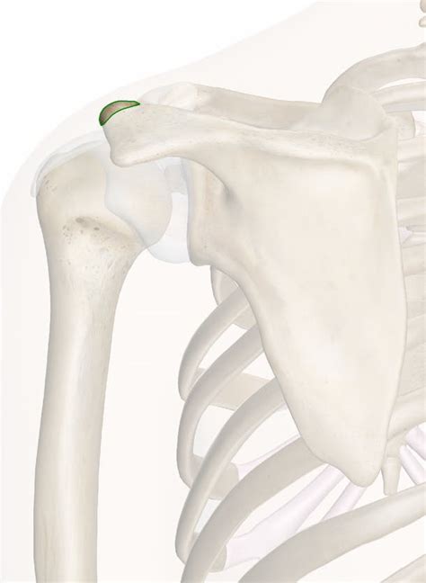 The Acromion Of Scapula Anatomy And 3d Illustrations