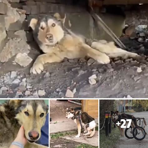 Resilient Husky Defies All Odds Surviving Beneath Train Tracks When