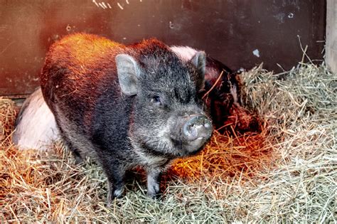 Vietnamese Pot Bellied Pig Utica Zoo