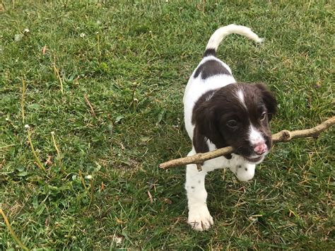 Springer spaniel for sale Galway - Dogs For Sale Ireland