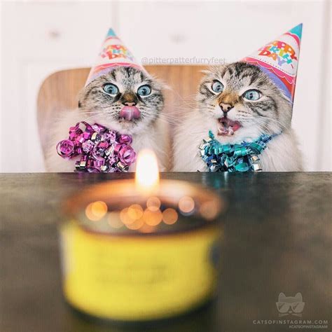Pin By Nonie Chang On Cats Happy Birthday Kitten Cats Of Instagram