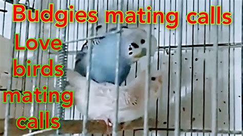 Love Birds Mating Video Budgies Mating Sounds Parakeets Mating