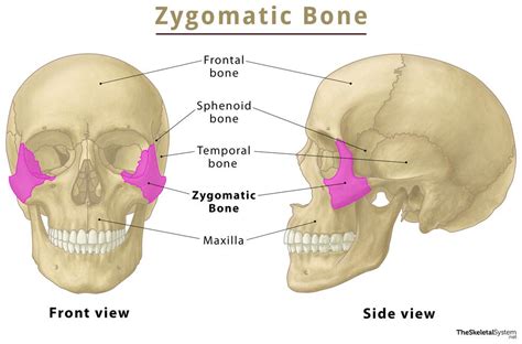 Zygomatic Bone Anatomy