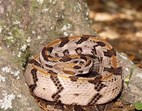 Check spelling or type a new query. West Virginia's State Reptile, the timber rattlesnake ...