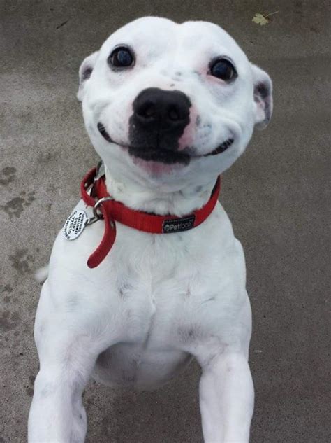 101 Imágenes De Animales Sonriendo Que Te Alegrarán El Día Animals And