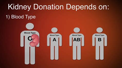 What Are The Requirements For Kidney Donation