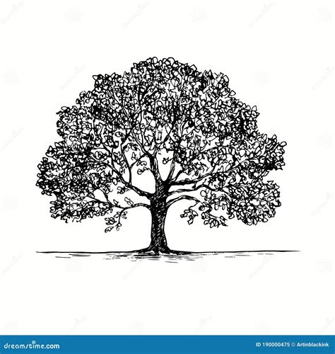 Oak Tree Clip Art Black White