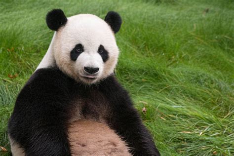 Bakgrundsbilder Djur Söt Björn Zoo Däggdjur Asien Fauna Panda