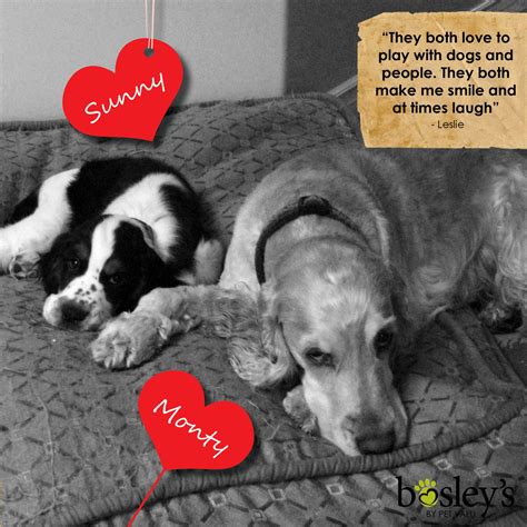 celebrating the bond between pets and their people