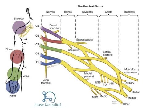 Brachial Plexus Gross Anatomy Porn Sex Picture