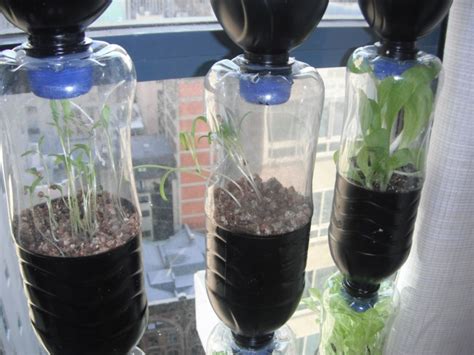 Diy Aquaponics At Home Hydroponic Gardening With Soda Bottles