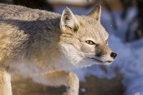 Swift Fox Shubenacadie Wildlife Park Nova Scotia Canad Flickr
