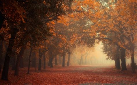 4558317 Red Nature Mist Morning Trees Fall Park Leaves