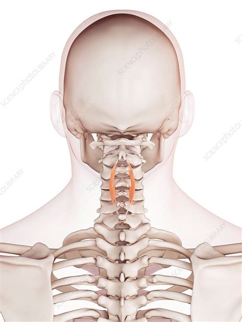 Human Neck Muscles Stock Image F0158539 Science Photo Library