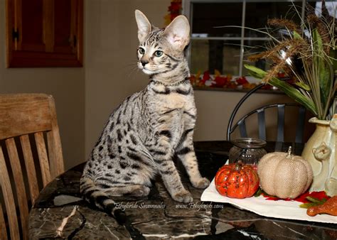 The savannah is an active, confident cat who enjoys interacting with people and other cats. F2 Savannah Kittens For Sale
