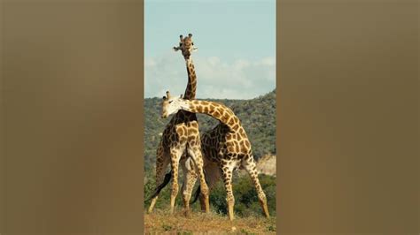 giraffe necking youtube