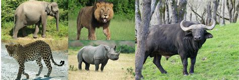 Serengeti National Park Big 5 Wildlife Species In Serengeti National Park