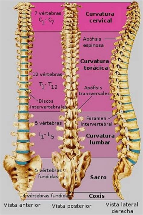 Qué es la columna vertebral y cuántos huesos tiene Resobert