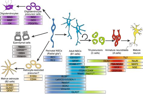 Neural Stem Cell Heterogeneity Through Time And Space In The