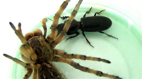Wolf Spider Vs Horned Passalus Beetle Fight To The Death Bug Fights