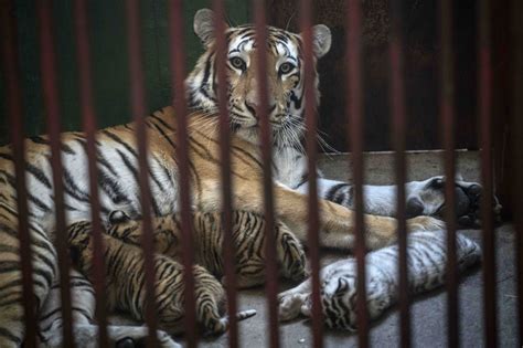 Uno es blanco Cuatro tigres de Bengala nacieron en zoológico de Cuba