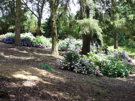 The Outlaw Gardener A Visit To Rhododendron Garden Nursery