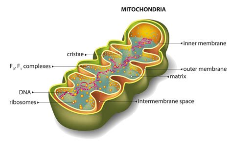 Mitochondrie Cellule Rôle De La Mitochondrie Aep22