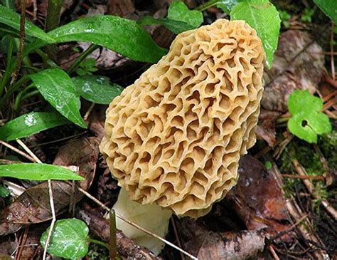 Mushroom Mushroom Spores Grow Growing Kit Blonde Morel Mycelium Plants