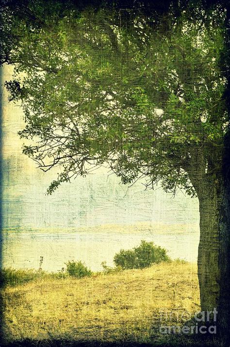 Under The Tree Photograph By Ioanna Papanikolaou Fine Art America