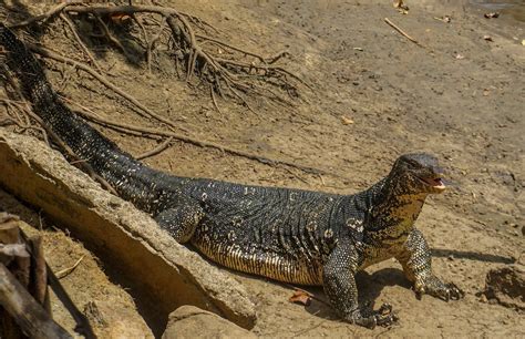 Cannundrums Asian Water Monitor