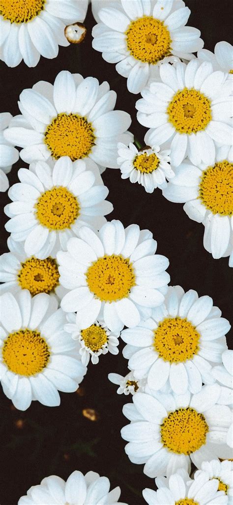 Check out our collection and find out (all images are free to download). Wallpaper White daisies flowers background 3840x2160 UHD ...