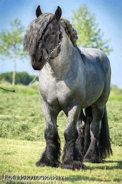 striking blue roan brabant  heavy draft horse breed popular  europe clydesdale horses