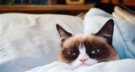 Los perfiles de Instagram sobre gatos más famosos - Mis Animales