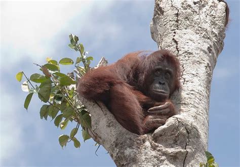 Orangutan Archives True Activist