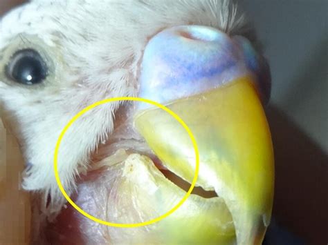 Treat The Parrot Beaks Fungal Infection With Tea Tree Oil Carebirdscom