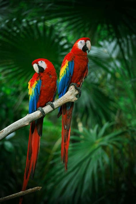 Couple Scarlet Macaws Parrots Art Pet Birds Parrot Wallpaper