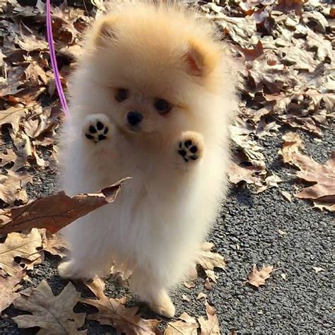 20 Cute Puppies To Help Get You Through Your Day With