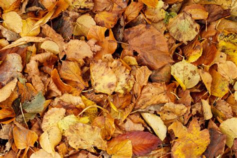 Dry Autumn Leaves Texture Free Stock Photo Public Domain Pictures