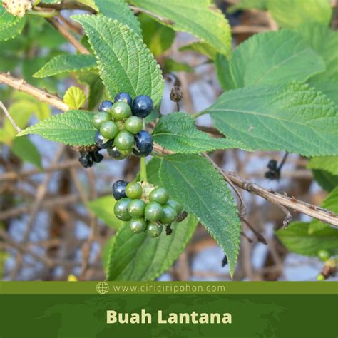 Jambu biji (psidium guajava linn) (shruthi dkk, 2013). Ciri Ciri Pohon Bunga Lantana / Tembelekan Di Alam Liar ...