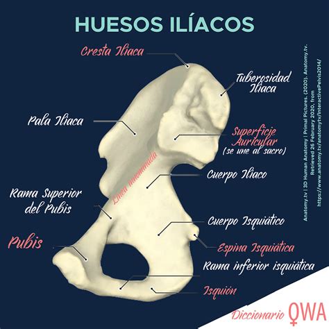 Conoce La Pelvis Y Toda Su Estructura De Forma Visual