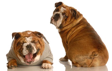 Consecuencias De La Obesidad En Los Perros Entérate Ahora