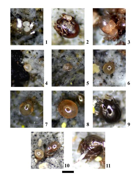 Biology Of Allogalumna Acrogalumna Longipluma 1 Newly Oviposited