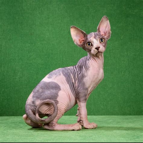 Sphynx Show Class Elf Kittens Cats For Sale Price