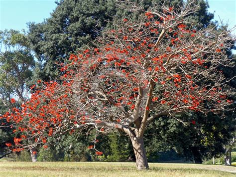 Erythrina Sykesii Coral Tree Information And Photos